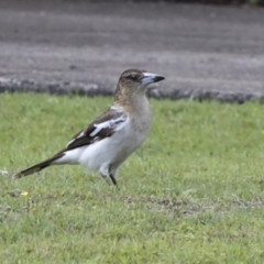 Cracticus nigrogularis (Pied Butcherbird) at Tweed Heads South, NSW - 2 Aug 2023 by AlisonMilton