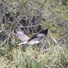 Icthyophaga leucogaster (White-bellied Sea-Eagle) at Noosa North Shore, QLD - 3 Aug 2023 by AlisonMilton