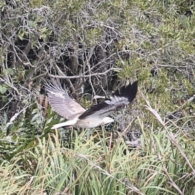 Icthyophaga leucogaster (White-bellied Sea-Eagle) at Noosa North Shore, QLD - 3 Aug 2023 by AlisonMilton