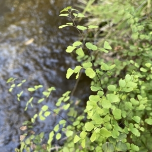 Adiantum aethiopicum at Bethungra, NSW - 6 Sep 2023