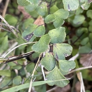 Adiantum aethiopicum at Bethungra, NSW - 6 Sep 2023