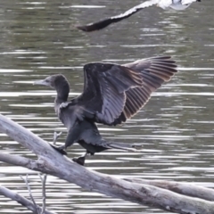 Phalacrocorax sulcirostris (Little Black Cormorant) at Como, QLD - 3 Aug 2023 by AlisonMilton