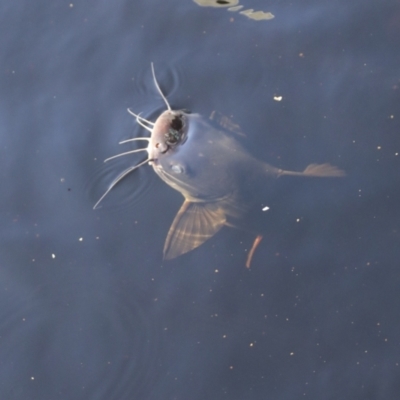 Unidentified Catfish at Como, QLD - 3 Aug 2023 by AlisonMilton