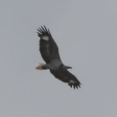 Haliaeetus leucogaster (White-bellied Sea-Eagle) at Noosa North Shore, QLD - 3 Aug 2023 by AlisonMilton