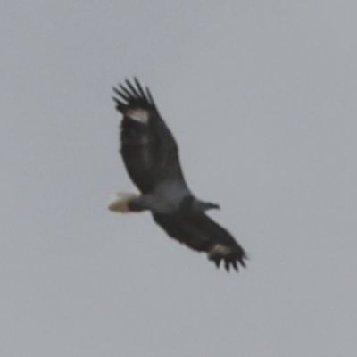 Icthyophaga leucogaster (White-bellied Sea-Eagle) at Noosa North Shore, QLD - 3 Aug 2023 by AlisonMilton