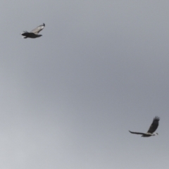 Icthyophaga leucogaster at Noosa North Shore, QLD - 3 Aug 2023 01:18 PM