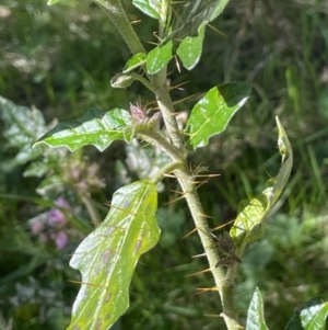 Solanum cinereum at Bethungra, NSW - 6 Sep 2023