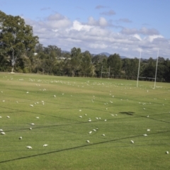 Cacatua sanguinea (Little Corella) at Gympie, QLD - 4 Aug 2023 by AlisonMilton