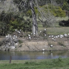 Threskiornis molucca (Australian White Ibis) at Gympie, QLD - 4 Aug 2023 by AlisonMilton