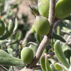 Persoonia rigida (Hairy Geebung) at Bethungra, NSW - 6 Sep 2023 by JaneR