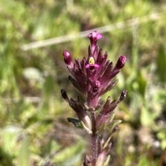 Parentucellia latifolia (Red Bartsia) at Bethungra, NSW - 6 Sep 2023 by JaneR