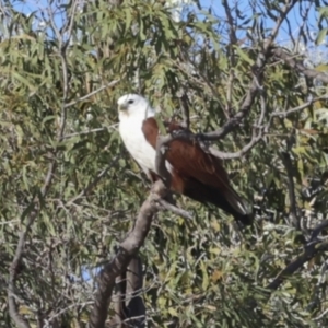 Haliastur indus at Eurimbula, QLD - 5 Aug 2023 08:40 AM