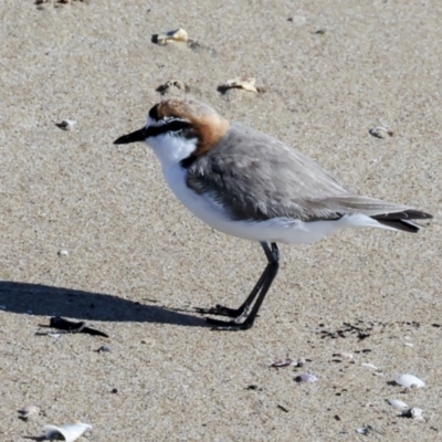 Anarhynchus ruficapillus (Red-capped Plover) at Eurimbula, QLD - 5 Aug 2023 by AlisonMilton