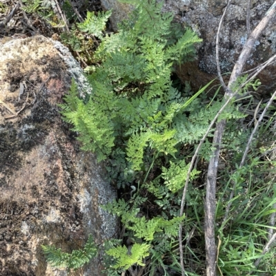 Cheilanthes austrotenuifolia (Rock Fern) at Bethungra, NSW - 6 Sep 2023 by JaneR
