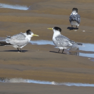 Thalasseus bergii (Crested Tern) at Eurimbula, QLD - 5 Aug 2023 by AlisonMilton