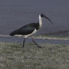 Threskiornis spinicollis (Straw-necked Ibis) at Agnes Water, QLD - 6 Aug 2023 by AlisonMilton