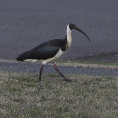 Threskiornis spinicollis (Straw-necked Ibis) at Agnes Water, QLD - 5 Aug 2023 by AlisonMilton