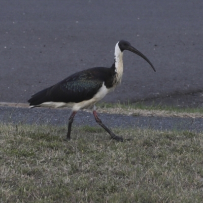 Threskiornis spinicollis (Straw-necked Ibis) at Agnes Water, QLD - 6 Aug 2023 by AlisonMilton