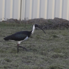 Threskiornis spinicollis at Agnes Water, QLD - 6 Aug 2023 07:53 AM