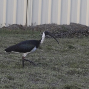 Threskiornis spinicollis at Agnes Water, QLD - 6 Aug 2023 07:53 AM