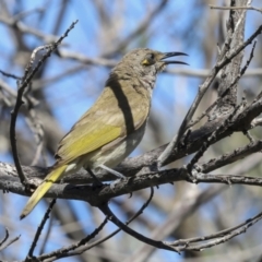 Lichmera indistincta (Brown Honeyeater) at Agnes Water, QLD - 5 Aug 2023 by AlisonMilton