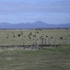 Threskiornis spinicollis (Straw-necked Ibis) at Lethebrook, QLD - 7 Aug 2023 by AlisonMilton