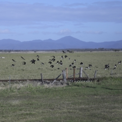 Threskiornis spinicollis (Straw-necked Ibis) at Lethebrook, QLD - 6 Aug 2023 by AlisonMilton