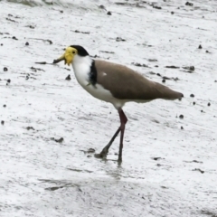 Vanellus miles (Masked Lapwing) at Preston, QLD - 7 Aug 2023 by AlisonMilton