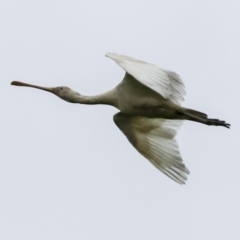 Platalea flavipes at Preston, QLD - 7 Aug 2023 10:13 AM
