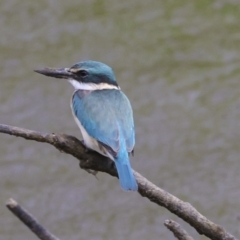 Todiramphus sanctus (Sacred Kingfisher) at Preston, QLD - 7 Aug 2023 by AlisonMilton