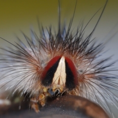 Epicoma (genus) (Unidentified Prominent moth) at Wellington Point, QLD - 5 Sep 2023 by TimL