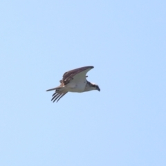 Pandion haliaetus (Osprey) at Wellington Point, QLD - 7 Sep 2023 by TimL