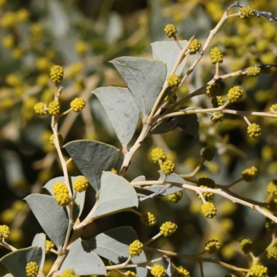 Acacia cultriformis (Knife Leaf Wattle) at Caladenia Forest, O'Connor - 31 Aug 2023 by ConBoekel