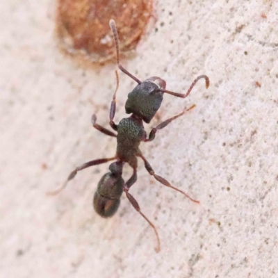 Rhytidoponera metallica (Greenhead ant) at Caladenia Forest, O'Connor - 31 Aug 2023 by ConBoekel