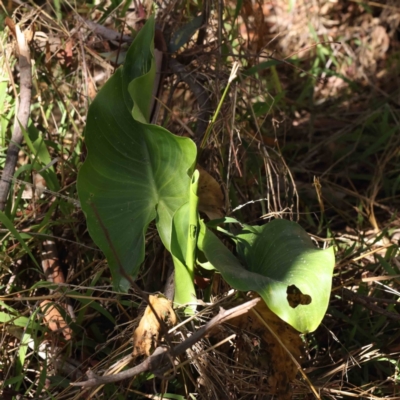 Zantedeschia aethiopica (Arum Lily) at Caladenia Forest, O'Connor - 31 Aug 2023 by ConBoekel