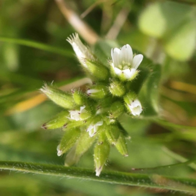 Cerastium glomeratum (Sticky Mouse-ear Chickweed) at Turner, ACT - 30 Aug 2023 by ConBoekel
