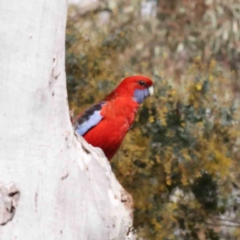 Platycercus elegans (Crimson Rosella) at Caladenia Forest, O'Connor - 31 Aug 2023 by ConBoekel