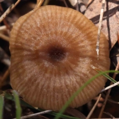 zz agaric (stem; gills white/cream) at Caladenia Forest, O'Connor - 31 Aug 2023 by ConBoekel