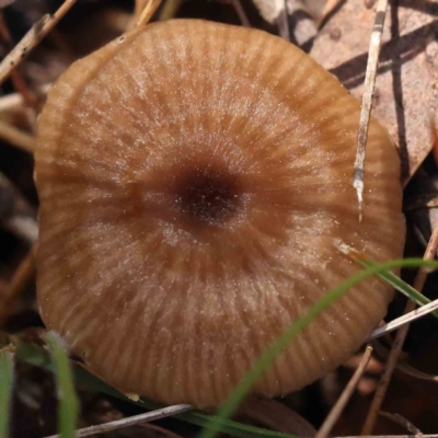 zz agaric (stem; gills white/cream) at O'Connor, ACT - 31 Aug 2023 by ConBoekel