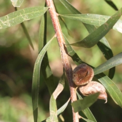 Hakea eriantha at Canberra Central, ACT - 31 Aug 2023 01:42 PM