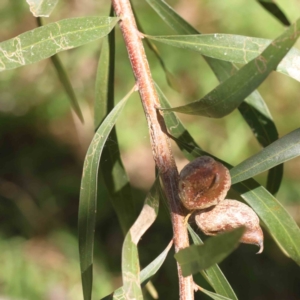 Hakea eriantha at Canberra Central, ACT - 31 Aug 2023