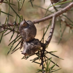 Hakea decurrens subsp. decurrens (Bushy Needlewood) at Caladenia Forest, O'Connor - 31 Aug 2023 by ConBoekel