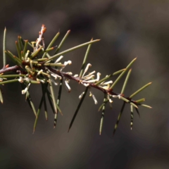 Hakea decurrens subsp. decurrens at Canberra Central, ACT - 31 Aug 2023