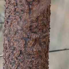 Hakea decurrens subsp. decurrens at Canberra Central, ACT - 31 Aug 2023