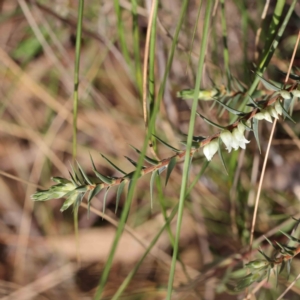 Melichrus urceolatus at Acton, ACT - 31 Aug 2023