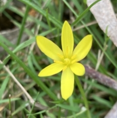 Pauridia vaginata (Yellow Star) at Woomargama, NSW - 28 Aug 2023 by AnneG1