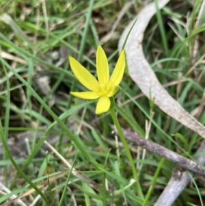 Pauridia vaginata at Woomargama, NSW - 28 Aug 2023