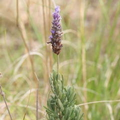 Lavandula sp. (Lavender) at Acton, ACT - 31 Aug 2023 by ConBoekel