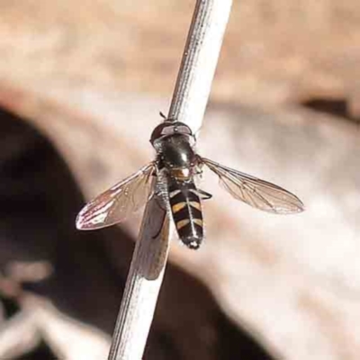 Syrphini sp. (tribe) (Unidentified syrphine hover fly) at Acton, ACT - 31 Aug 2023 by ConBoekel