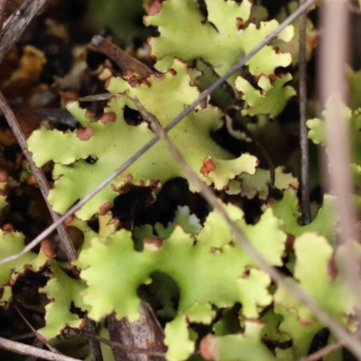 Unidentified Lichen, Moss or other Bryophyte at Caladenia Forest, O'Connor - 31 Aug 2023 by ConBoekel